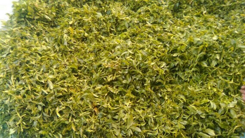 山茶一级