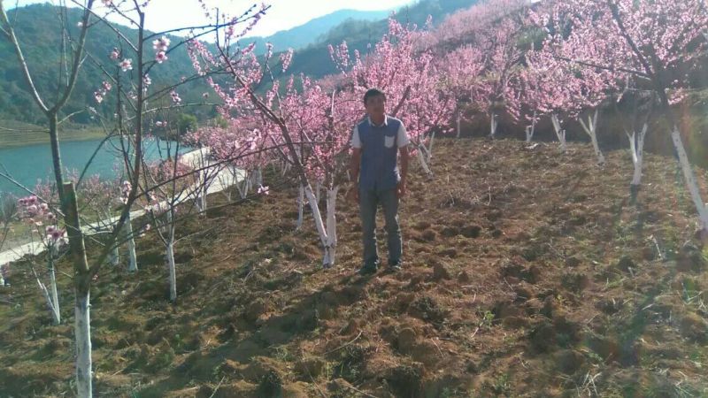 山茶一级