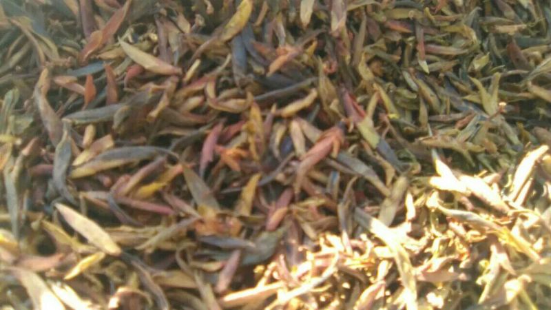山茶一级
