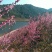 山茶一级