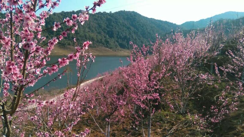 山茶一级