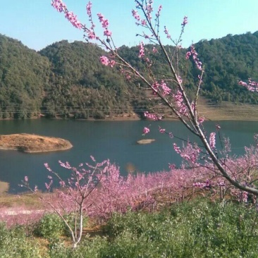 山茶一级