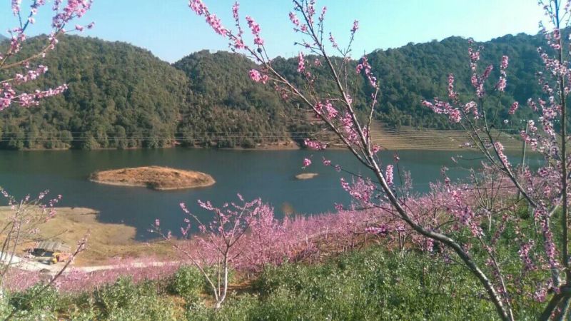山茶一级