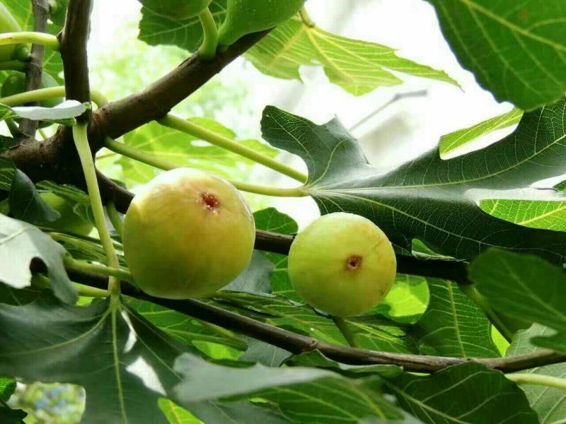 无花果苗50~80cm