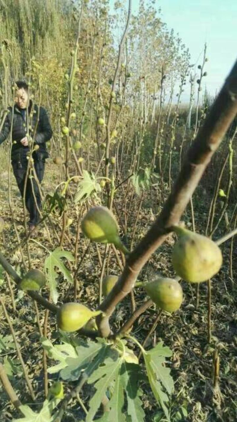 无花果苗50~80cm