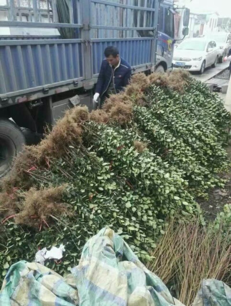 北海道黄杨苗80cm以上