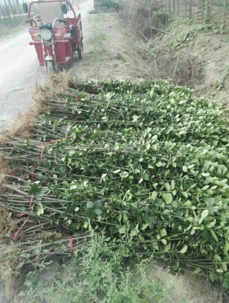 北海道黄杨苗80cm以上