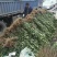 北海道黄杨苗80cm以上