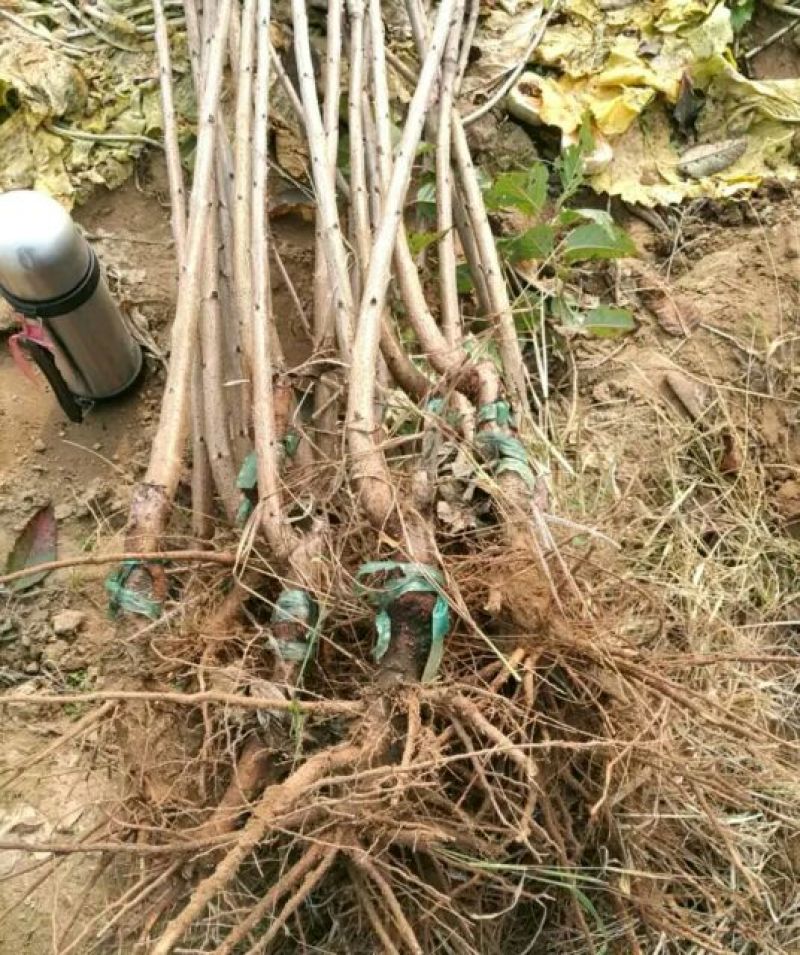 矮化樱桃苗2年80cm以上