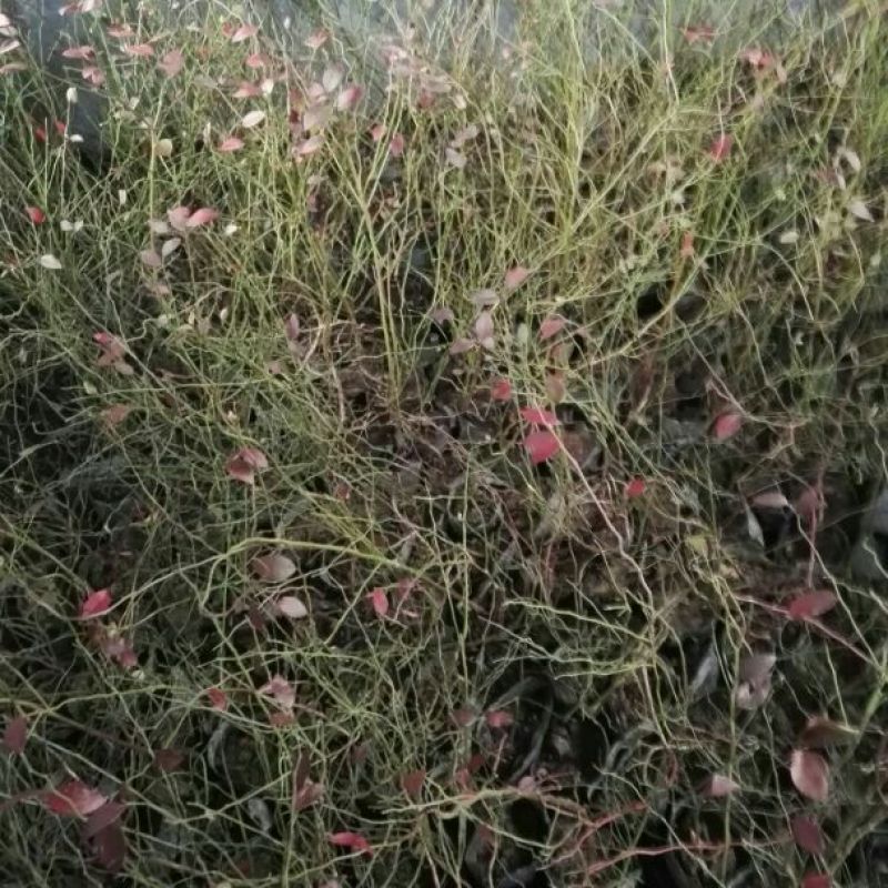 蓝莓苗2年以上50~80cm