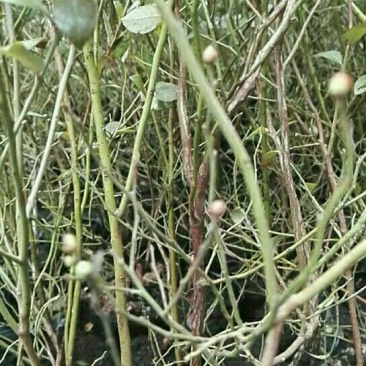 蓝莓苗2年以上50~80cm
