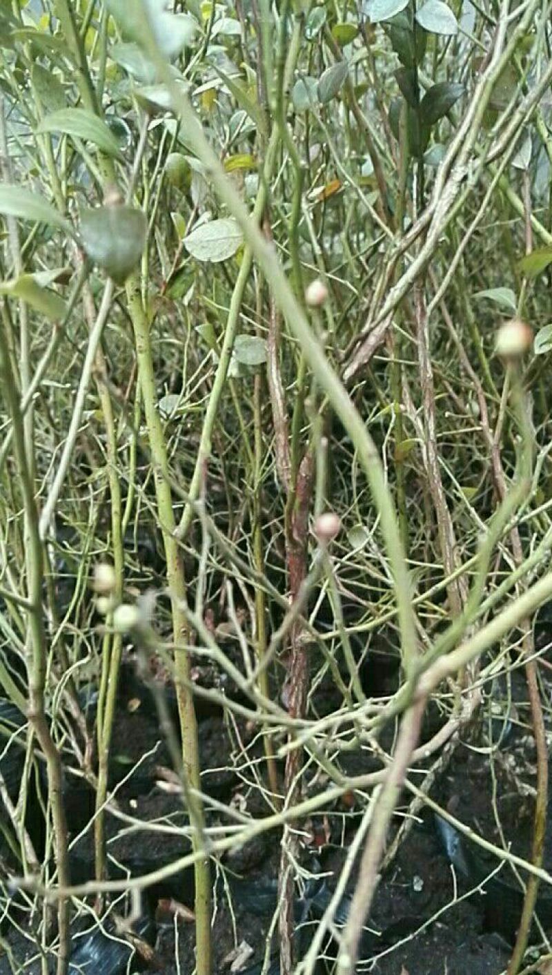 蓝莓苗2年以上50~80cm
