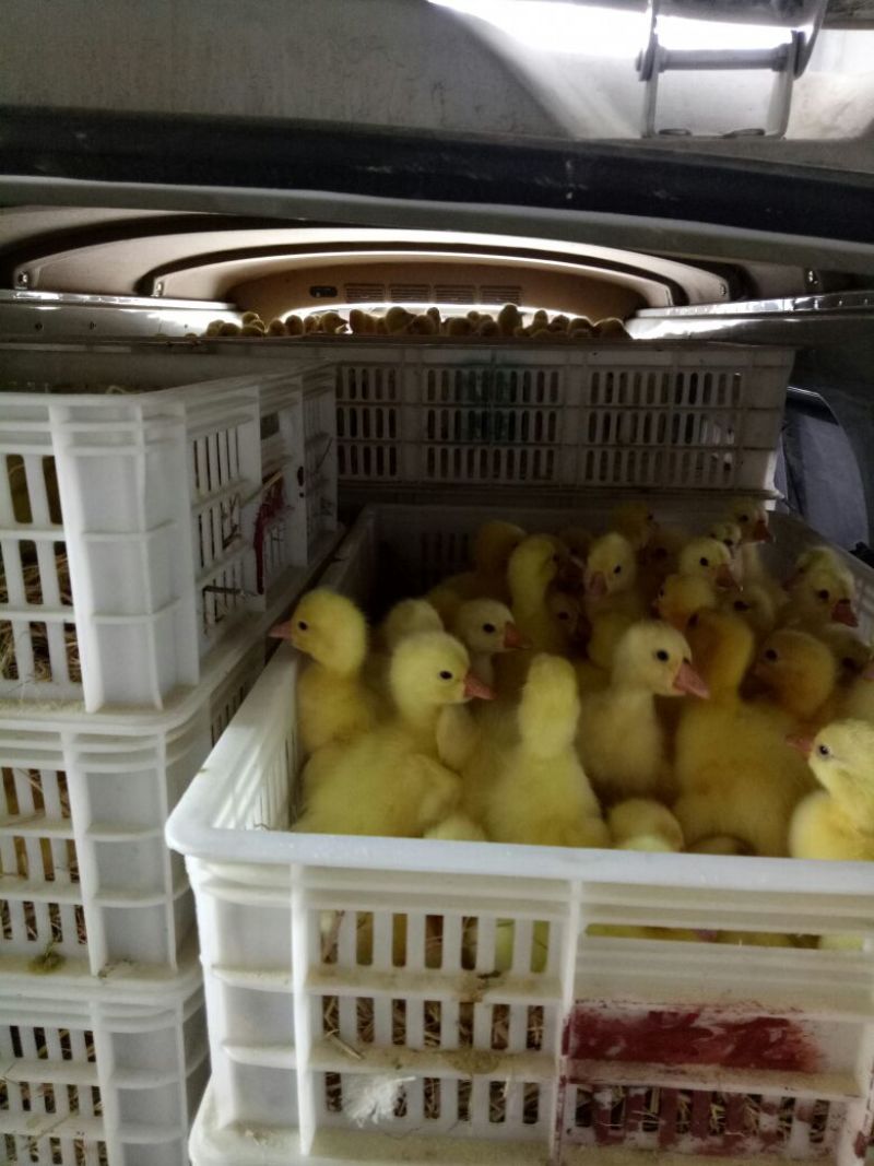 鹅苗250g以下