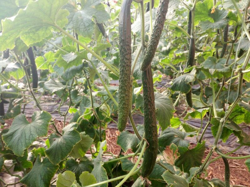 刺黄瓜22~25公分干花带刺