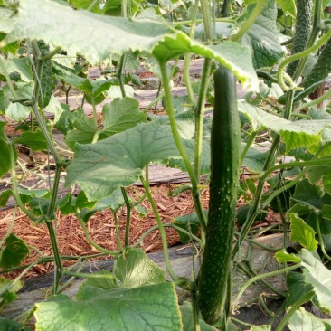 刺黄瓜22~25公分干花带刺
