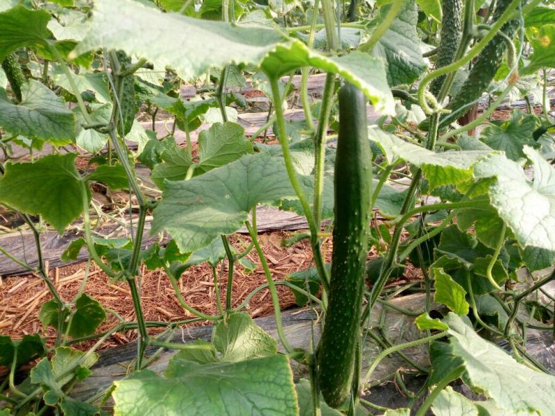 刺黄瓜22~25公分干花带刺