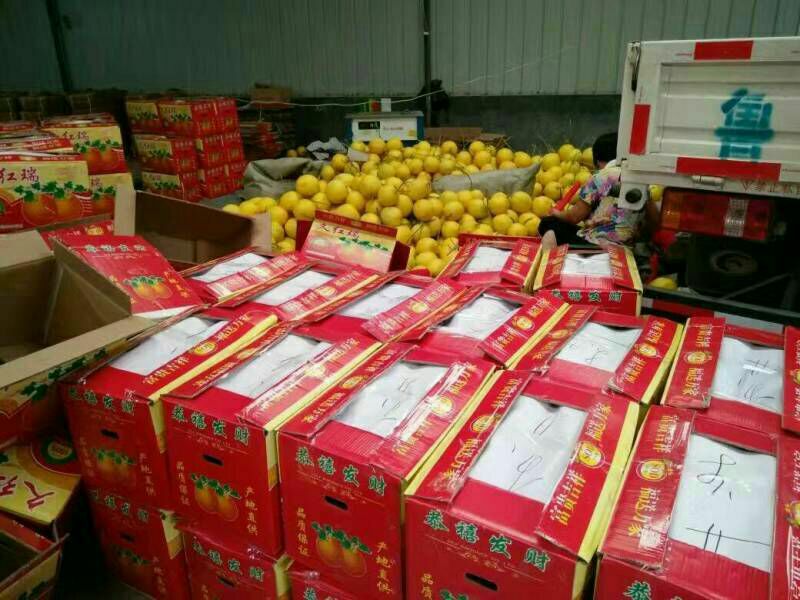 久红瑞甜瓜口感香甜产地直销品质保障精品瑞红
