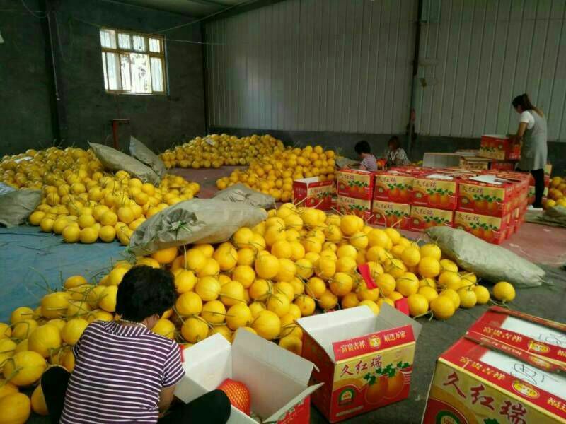 久红瑞甜瓜口感香甜产地直销品质保障精品瑞红