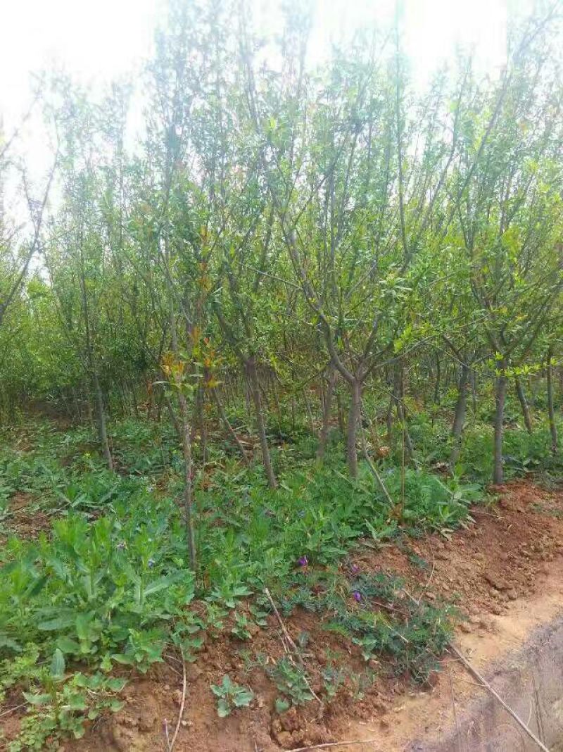 石榴树，石榴树，丛生石榴，石榴苗，石榴树5-20公分