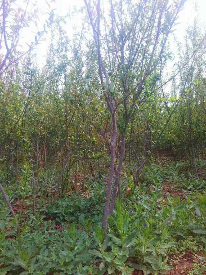 石榴树，石榴树，丛生石榴，石榴苗，石榴树5-20公分