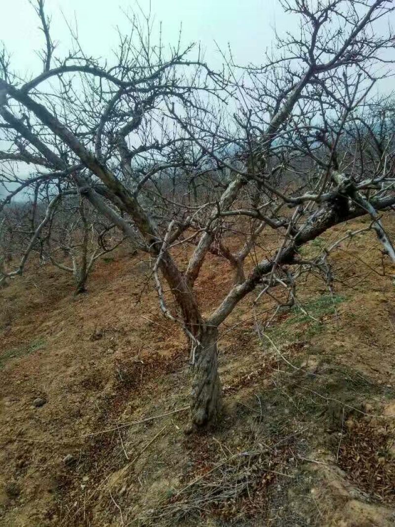 石榴树，石榴树，丛生石榴，石榴苗，石榴树5-20公分