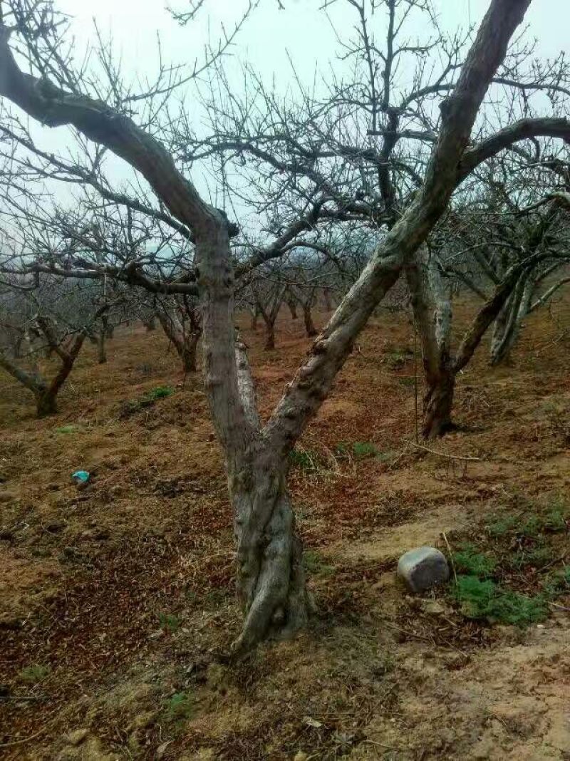 石榴树，石榴树，丛生石榴，石榴苗，石榴树5-20公分