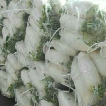 白萝卜1.5~2斤起