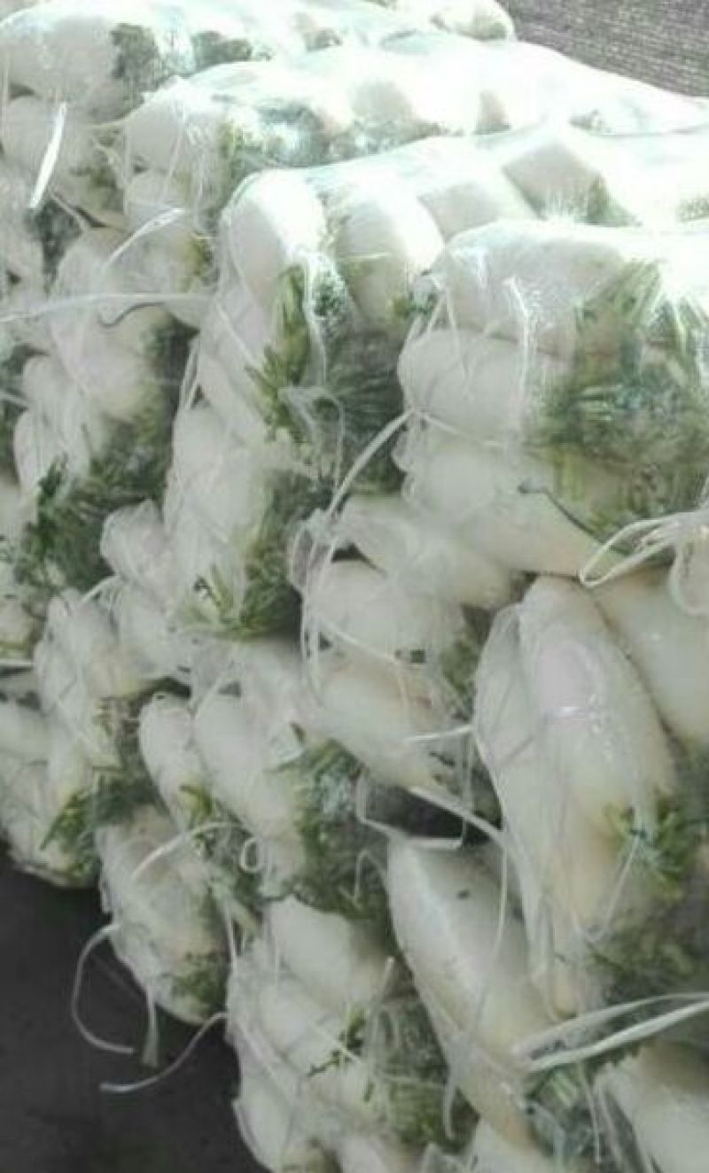 白萝卜1.5~2斤起