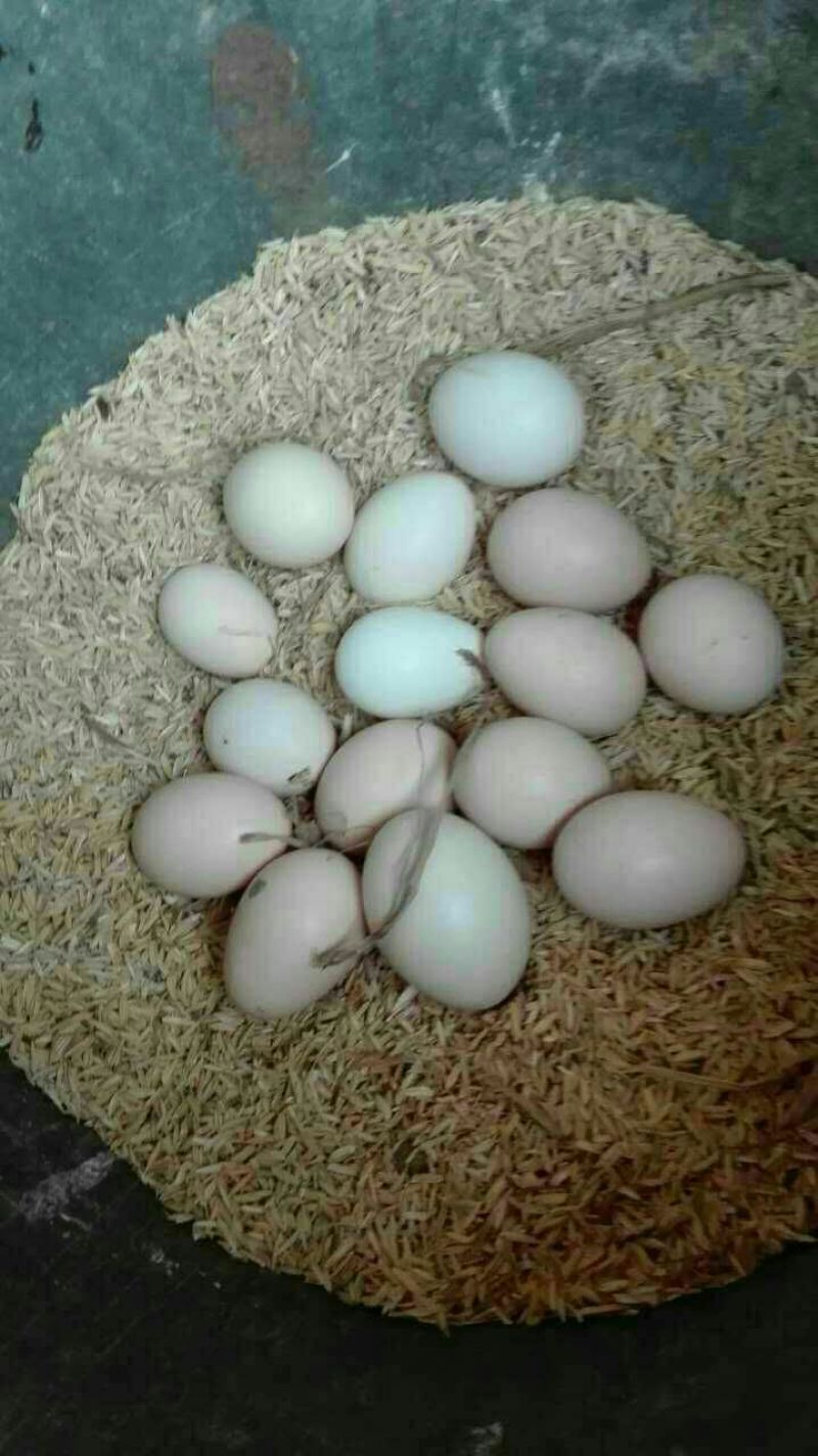 土鸡蛋50g以下食用