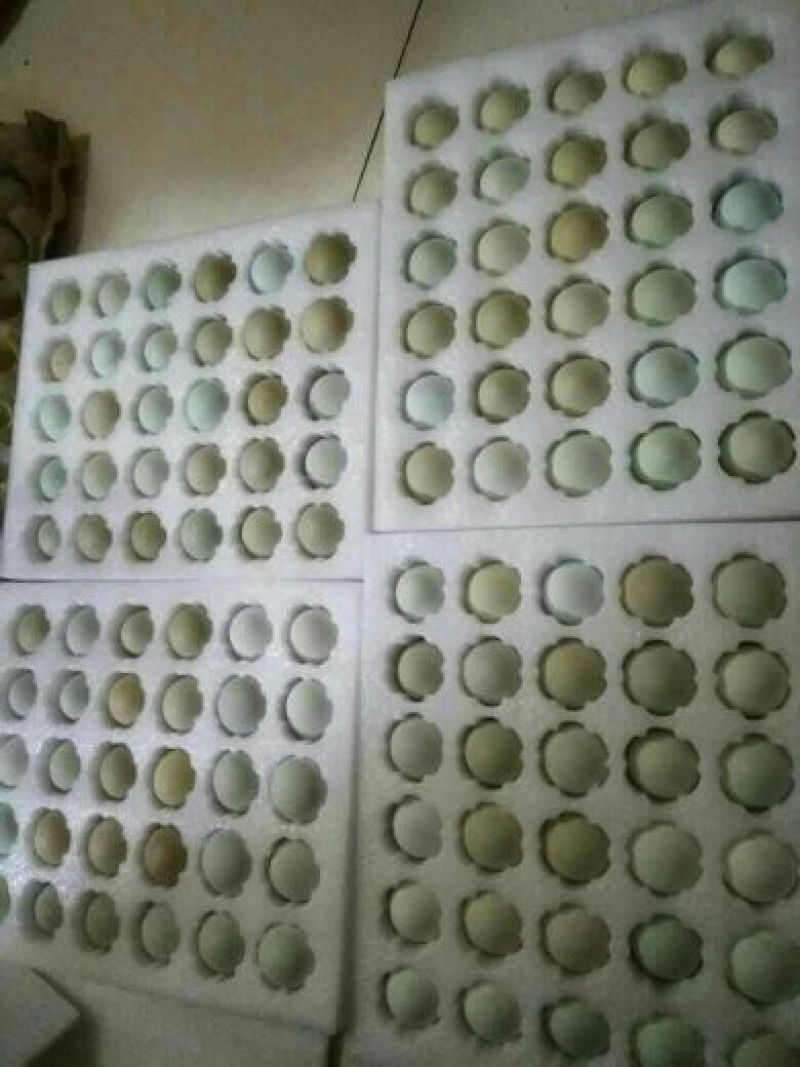 绿壳鸡蛋40~50g食用