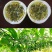 黄金百香果种苗10cm以下