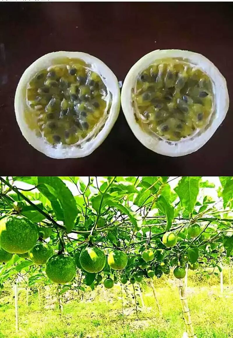 黄金百香果种苗10cm以下