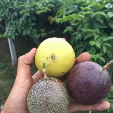 黄金百香果种苗10cm以下