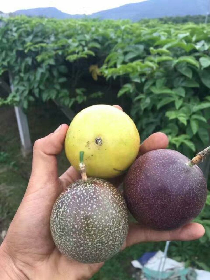 黄金百香果种苗10cm以下
