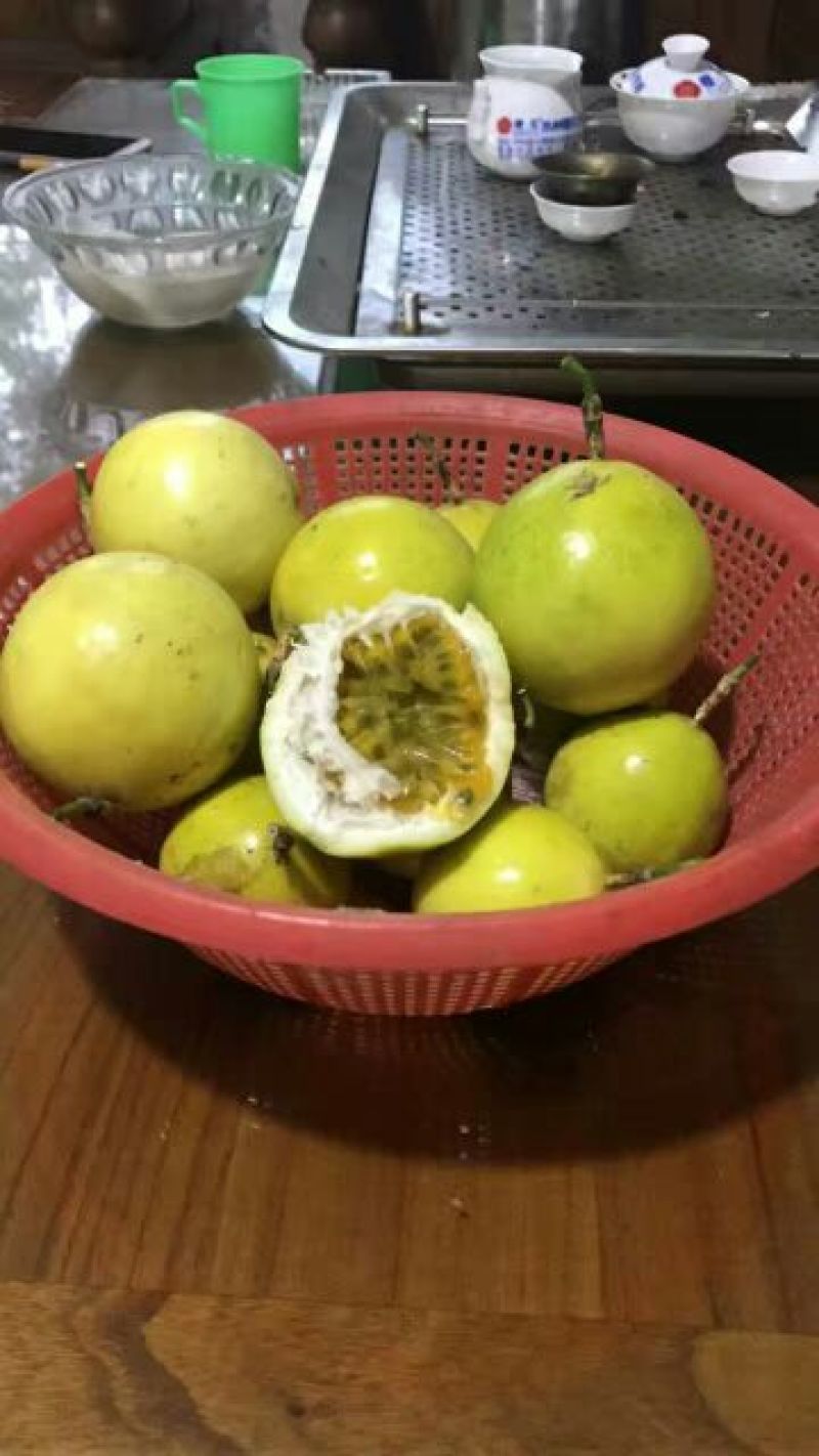 黄金百香果种苗10cm以下
