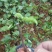 黄金百香果种苗10cm以下