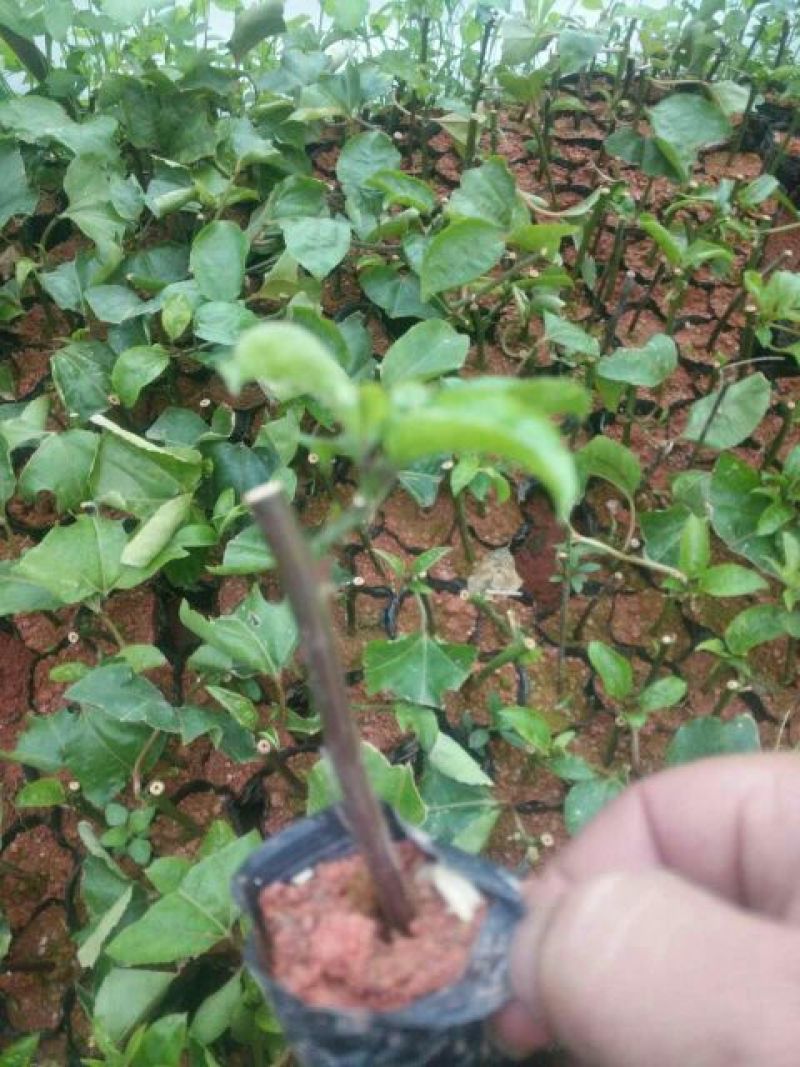 黄金百香果种苗10cm以下