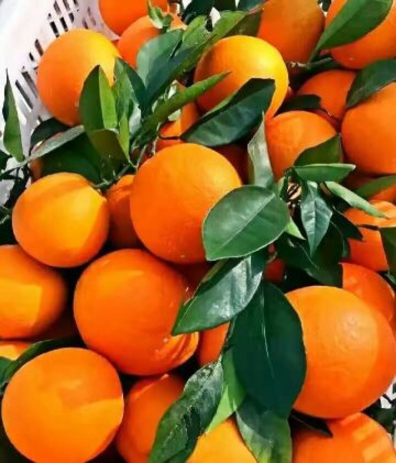 【精选】重庆奉节脐橙专业代办纽荷尔（元红）非赣南橙