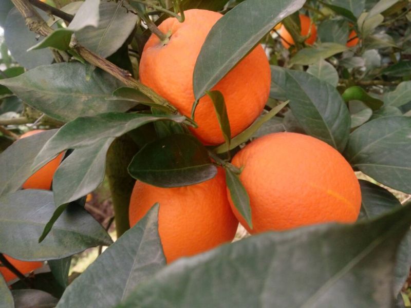 【精选】重庆奉节脐橙专业代办纽荷尔（元红）非赣南橙