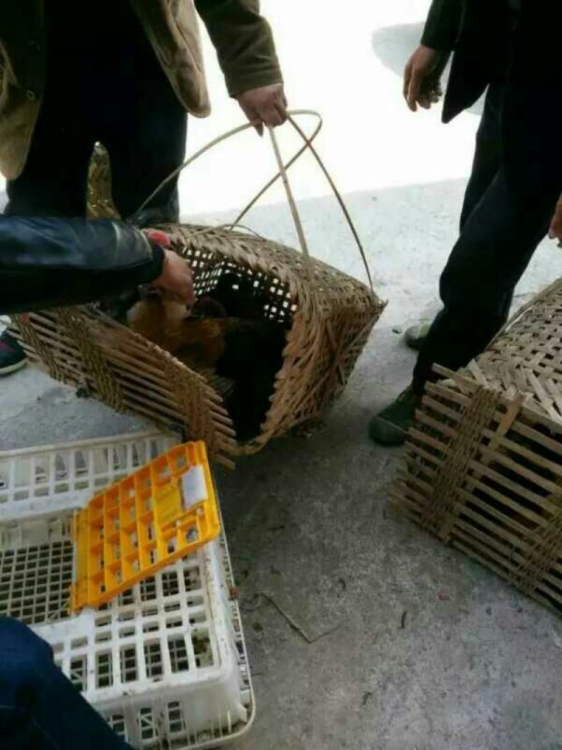 土鸡苗70~90克脱温苗