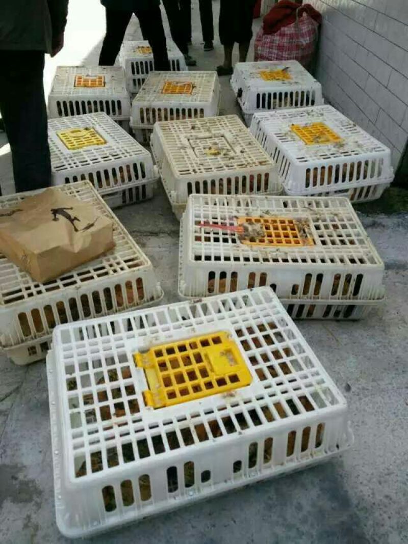 土鸡苗70~90克脱温苗