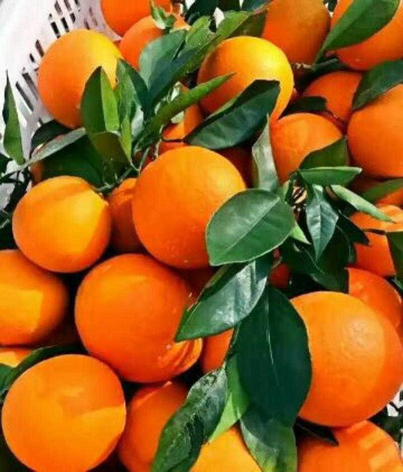 【伦晚橙】重庆奉节脐橙伦晚脐橙专业实力代办货源充足