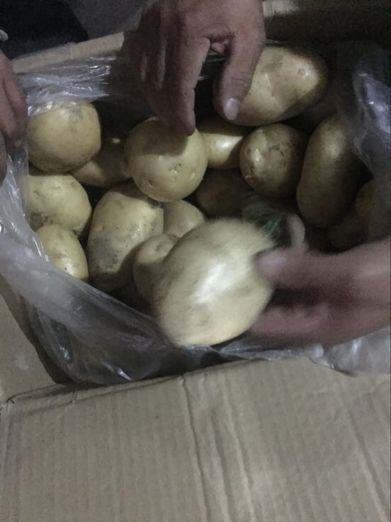 丽薯六号土豆5两以上精品货颜色好看，皮毛亮