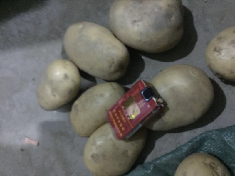 丽薯六号土豆5两以上精品货颜色好看，皮毛亮