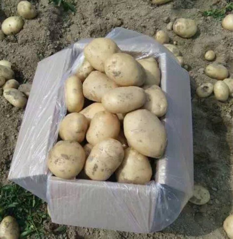 丽薯六号土豆5两以上精品货颜色好看，皮毛亮