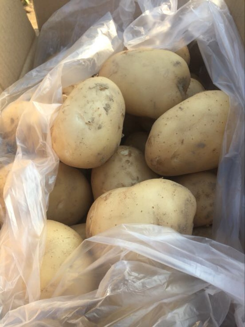 丽薯六号土豆5两以上精品货颜色好看，皮毛亮