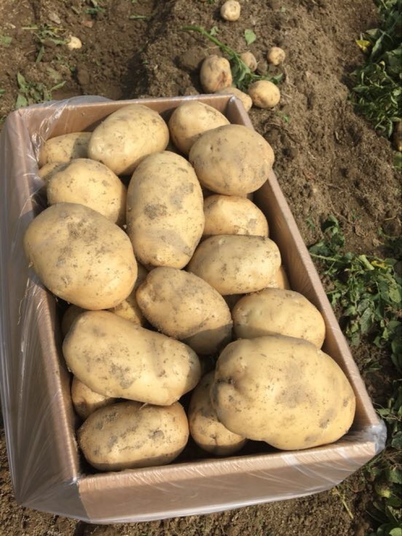 丽薯六号土豆5两以上精品货颜色好看，皮毛亮