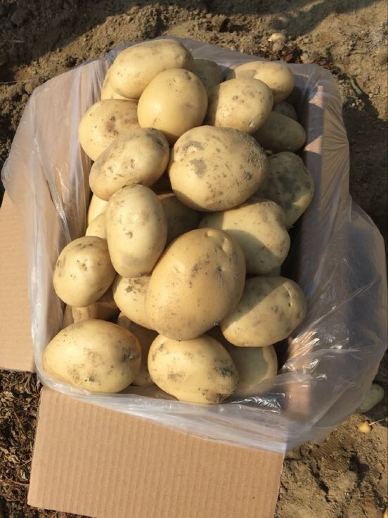 丽薯六号土豆5两以上精品货颜色好看，皮毛亮