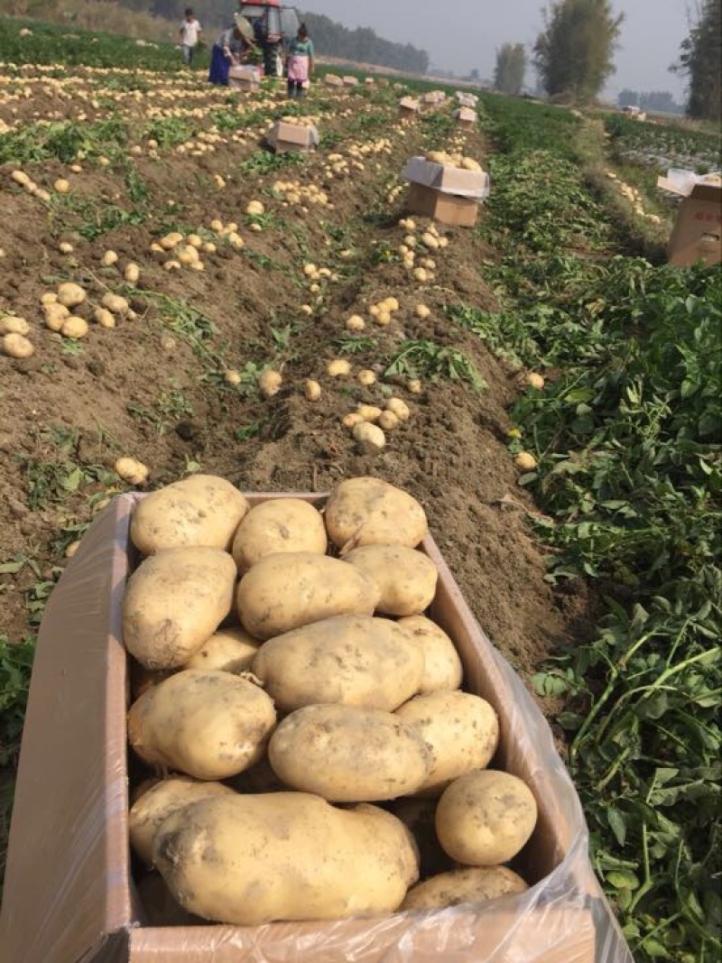 丽薯六号土豆5两以上精品货颜色好看，皮毛亮