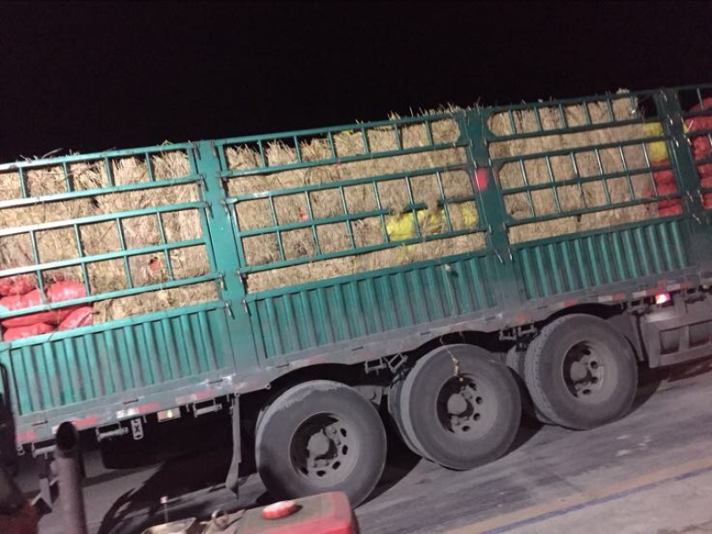 丽薯六号土豆5两以上精品货颜色好看，皮毛亮